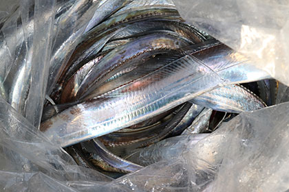 松本釣船２ 釣果