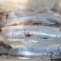 松本釣船２ 釣果