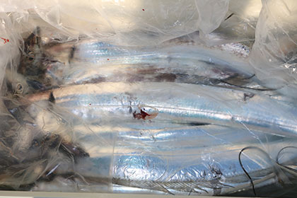 松本釣船２ 釣果