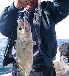 海龍丸（福岡） 釣果