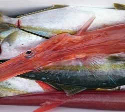 海龍丸（福岡） 釣果