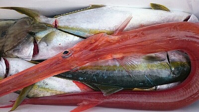 海龍丸（福岡） 釣果