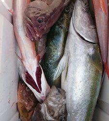海龍丸（福岡） 釣果