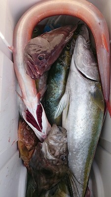 海龍丸（福岡） 釣果