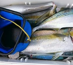 海龍丸（福岡） 釣果