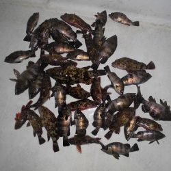 ルアー船マヒマヒ 釣果