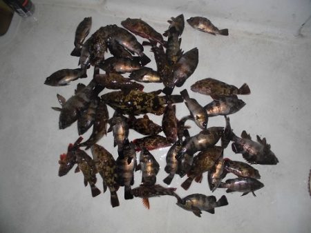 ルアー船マヒマヒ 釣果