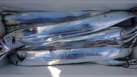 オーフリー 釣果