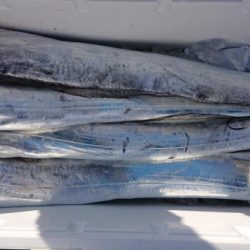 オーフリー 釣果