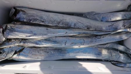 オーフリー 釣果