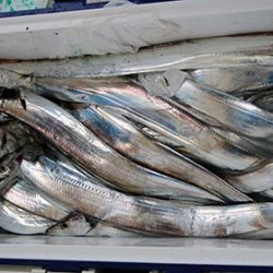 松本釣船２ 釣果