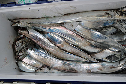 松本釣船２ 釣果