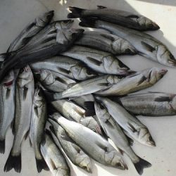 ルアー船マヒマヒ 釣果