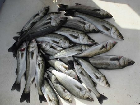 ルアー船マヒマヒ 釣果