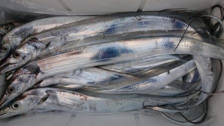 オーフリー 釣果