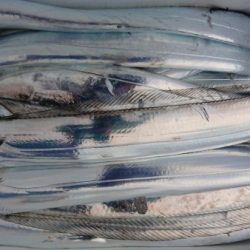 オーフリー 釣果