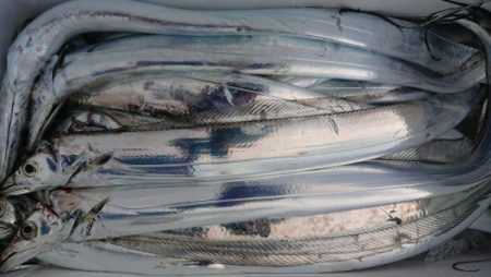 オーフリー 釣果