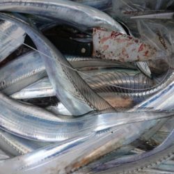 オーフリー 釣果