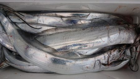 オーフリー 釣果