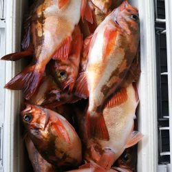 モンロー号 釣果