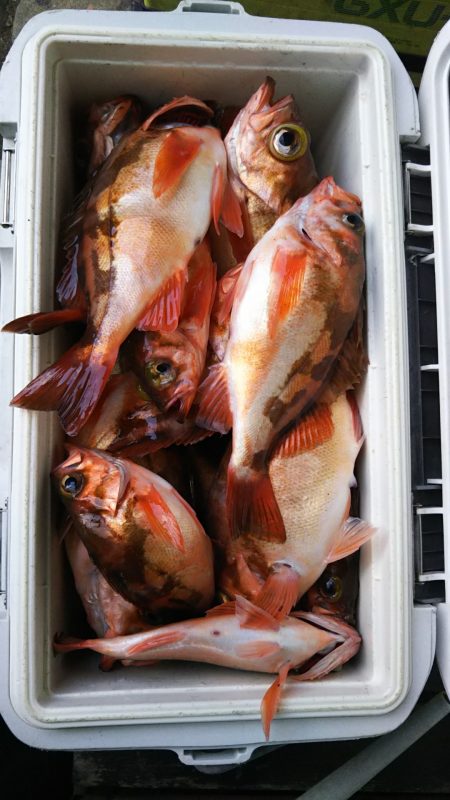 モンロー号 釣果