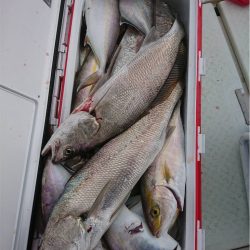 マタウマリンサービス 釣果