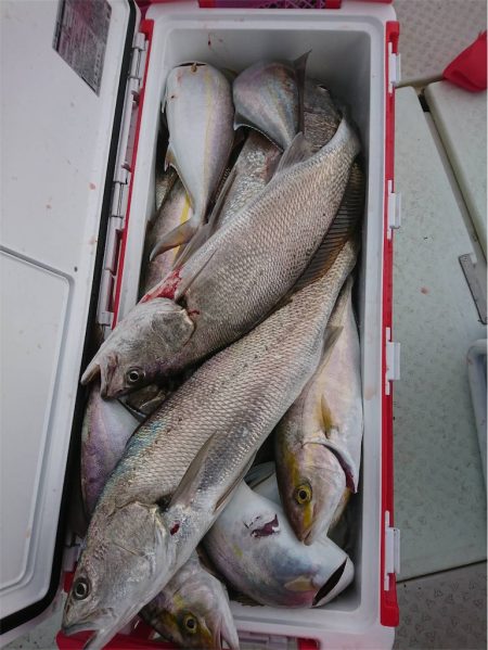 マタウマリンサービス 釣果