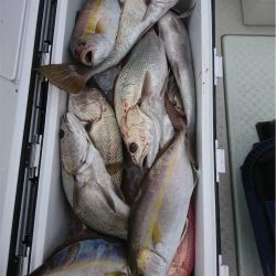 マタウマリンサービス 釣果