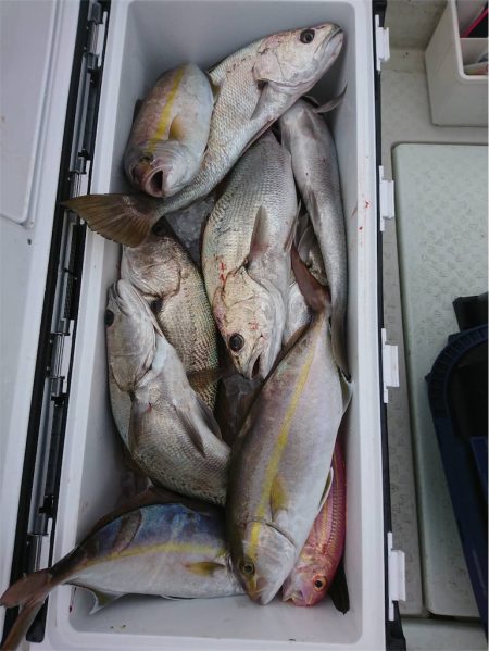 マタウマリンサービス 釣果