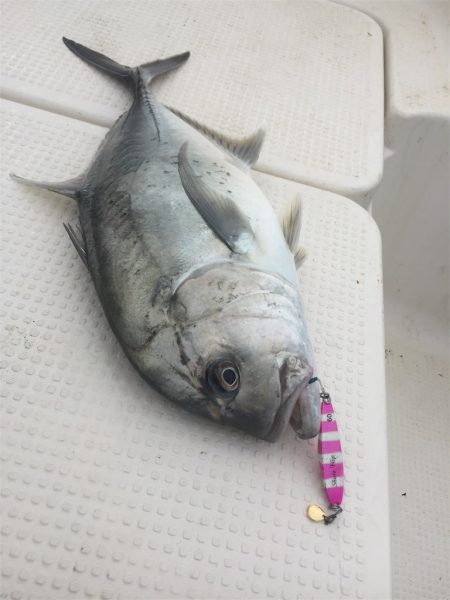 マタウマリンサービス 釣果