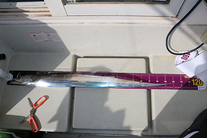 松本釣船２ 釣果