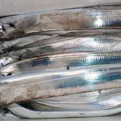 松本釣船２ 釣果