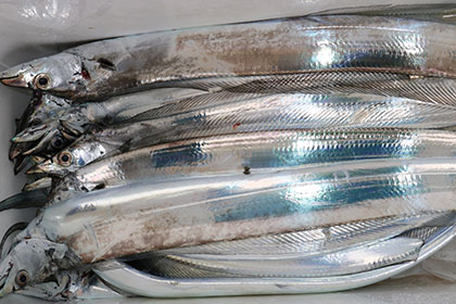 松本釣船２ 釣果