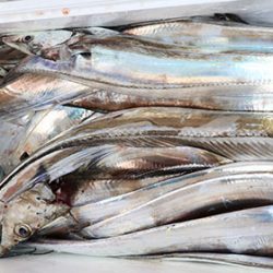 松本釣船２ 釣果