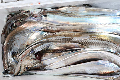 松本釣船２ 釣果