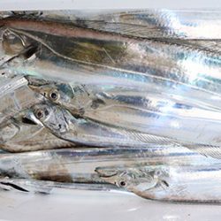 松本釣船２ 釣果