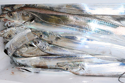 松本釣船２ 釣果