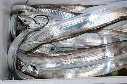 松本釣船２ 釣果