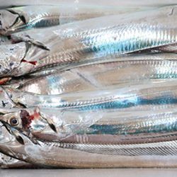 松本釣船２ 釣果