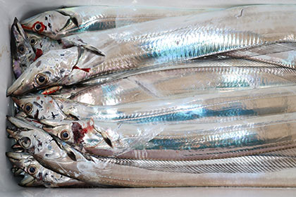 松本釣船２ 釣果