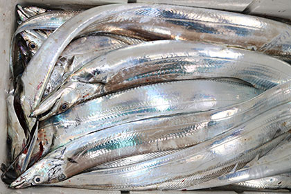 松本釣船２ 釣果