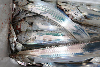 松本釣船２ 釣果