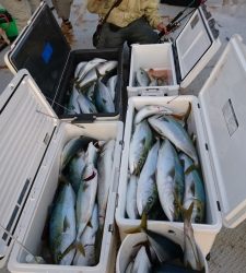 秀丸 釣果