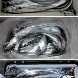 来温丸(らいおんまる) 釣果