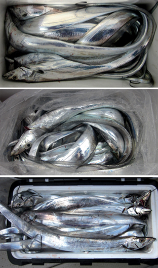 来温丸（らいおんまる） 釣果