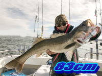 オーシャンマスター 釣果