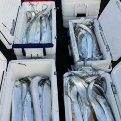 オーフリー 釣果