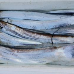 オーフリー 釣果