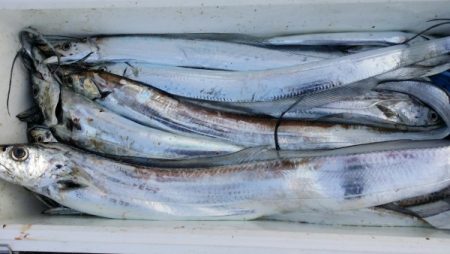 オーフリー 釣果