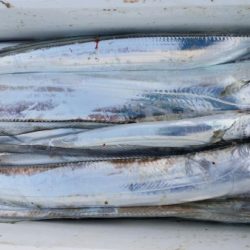 オーフリー 釣果